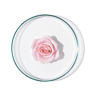 Rose Stem Cell Exosomes